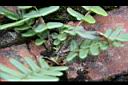 鱗蓋鳳尾蕨-鱗片0.jpg