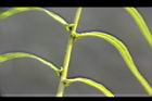 鱗蓋鳳尾蕨-羽葉15.JPG