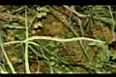 鳳尾蕨-孢子03.JPG