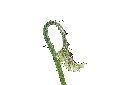 鳳尾蕨-幼葉15.jpg
