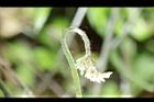 鳳尾蕨-幼葉21.JPG