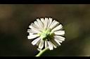 山萵苣-花萼1.jpg