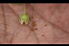 鵝兒腸-種子0.jpg
