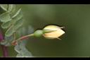 黃刺莓-花苞1.jpg