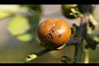 黃心柿-實21.jpg