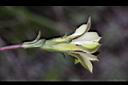 黃斑龍膽-花萼2.JPG