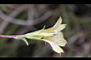 黃斑龍膽-花萼3.JPG