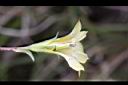 黃斑龍膽-花萼5.JPG