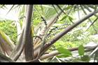黃棕櫚-雌花序10.JPG