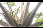 黃棕櫚-雌花序11.JPG