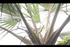 黃棕櫚-雌花序12.JPG