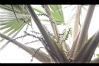 黃棕櫚-雌花序13.JPG