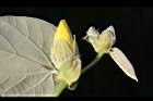 黃槿-花苞06.JPG