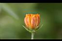波斯菊-含苞1.jpg