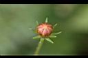 黃波斯菊-花苞0.jpg