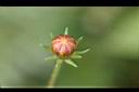 黃波斯菊-花苞1.jpg