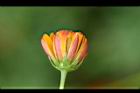 波斯菊-含苞2.jpg