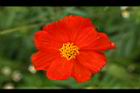 波斯菊-紅花0.jpg