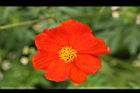 波斯菊-紅花1.jpg