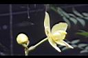 黃苞舌蘭-花12.JPG