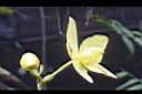 黃苞舌蘭-花13.JPG
